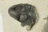 Crotalocephalina Trilobite With Reedops - Atchana, Morocco #204072-5